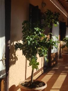 La Dimora Degli Etruschi Hostel Civitella Cesi Exterior photo